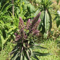 Lobelia leschenaultiana (C.Presl) Skottsb.